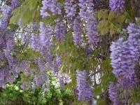 Wisteria sinensis (Visteria china, glicina)