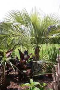 Butia yatay (Palmera yatay) en jardinera