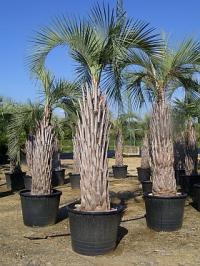 Butia capitata (Palmera de la jalea), en contenedor