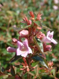 Abelia 'Edward Goucher'