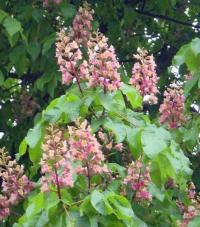 Aesculus x carnea "Briotii" (Falso castaño de flor roja)