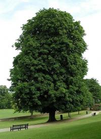 Aesculus hippocastanum (Castaño de Indias, falso castaño)