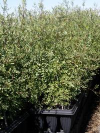 Fraxinus angustifolia (Fresno de hoja estrecha)