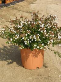 Abelia x grandiflora 'Prostrata'