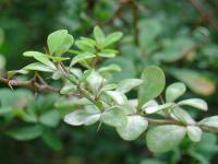 Berberis thunbergii