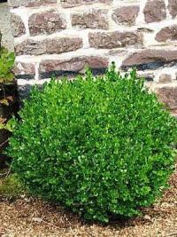 Buxus sempervirens Suffruticosa "Faulkner" (Boj)