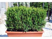 Buxus microphylla "Faulkner" (Boj de hojas pequeñas)