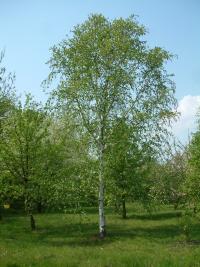 Betula utilis