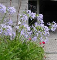 Agapanthus umbellatus "Peter Pan"