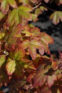 Acer campestre "red shine" (Arce común)