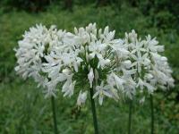 Agapanthus umbellatus alba