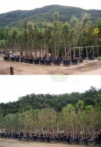 Quercus ilex ballota (Encina, Chaparro) en contenedor y gran calibre (Viveros Sant Iscle, 2010)