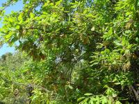 Quercus canariensis (Quejigo, roble andaluz)