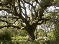 Quercus ilex "encina"
