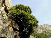 Quercus ilex arbustivo