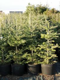 Abies nordmanniana (Abeto del Cáucaso)