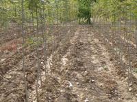 Fraxinus excelsior (Fresno hoja ancha)