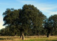 Quercus ilex ilex (Encina, Chaparro)