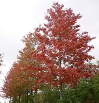 Quercus palustris