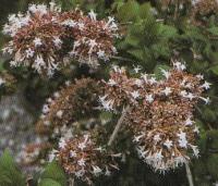 Abelia chinensis "variegata" (abelia)