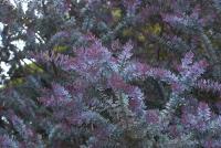 Acacia baileyana purpúrea