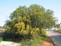 Acacia cyanophylla