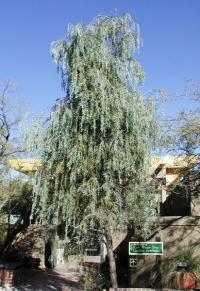 Acacia pendula