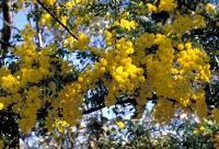 Acacia spectabilis