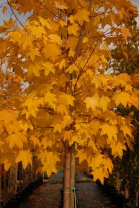 Acer cappadocicum "aureum" (Arce de Capadocia)