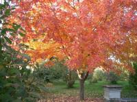 Acer cappadocicum 'rubrum' (Arce de Capadocia)