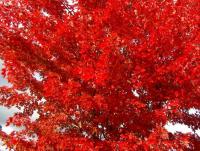 Acer freemanii "autumn blaze" (Arce)