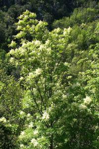 Fraxinus ornus (Fresno florido)