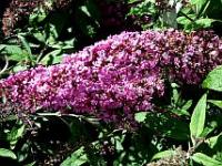 Buddleja davidii "Pink Deliht"