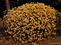 Genista umbellata (hiniesta)