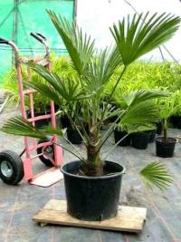 Trachycarpus wagnerianus