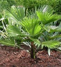 Trachycarpus wagnerianus