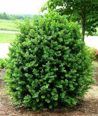 Buxus sempervirens "Rotundifolia"