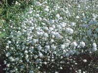 Gypsophila paniculata snowflake (Velo de novia)