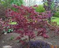 Acer palmatum atropurpureum (Arce japonés, Arce enano, Arce palmado púrpura)