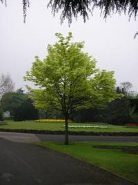 Acer platanoides 'drummondii' (Acirón, Arce noruego)