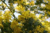 Acacia mollissima (Acacia austrliana)