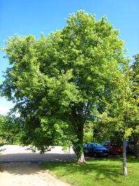 Acer saccharinum "Pyramidale" (Arce plateado)
