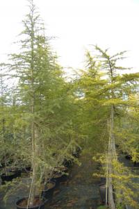 Cedrus deodara Aurea, 300-400 cm. Viveros BERRES