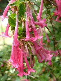 Abelia floribunda (Abelia)