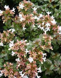 Abelia sp.var. chinensis