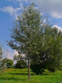 Populus alba (Álamo blanco, Álamo afgano)