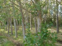 Populus alba (Álamo blanco, Álamo afgano)