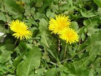 Taraxacum officinalis (Achicoria amarga), planta silvestre