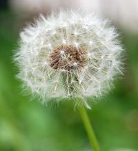 Taraxacum officinalis (Achicoria amarga), fruto