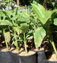 Musa coccinea